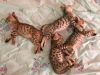 F2 Bengal Kittens Available!