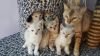 Bengal kittens for new homes