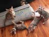 Bengal Kittens For Sale...