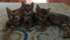 Bengal Kittens For Sale! Kittens Available Now!