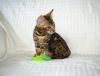 TICA Bengal Kittens For Sale