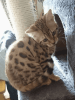 Loving Pedigree Bengals Looking For Forever Homes