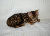 Cute Looking M/F Bengal Kittens Available For Sale