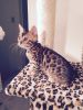 Glitter Point Golden Rosetted Bengal/ALC kitten