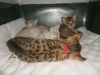 TICA registered Male and Female Bengal Kittens available