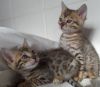 Re-homing Bengal Kittens