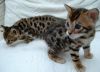 Tica Registered Home raised Bengal kittens (xxx) xxx-xxx3