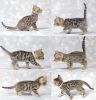 TICA Purebred Bengal Kittens