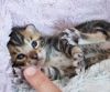 Cute Bengal kittens ready