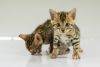 Gorgeous Male Bengal Kittens