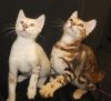 Male Bengal kittens