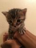 Three Bengal kittens for sale