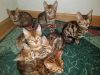 beautiful bengal kittens for sale