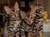 Tica Registered Bengal Kittens Ready Now #xxxxxxxxxx
