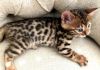 Pretty cute Bengal kittens (xxx) xxx-xxx4