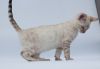 Beautiful Regitered Purebred Pedigree Bengal Kittens Available