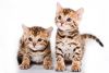 Royal Bengal Kitties