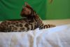 Brown Bengal kittens available for adoption