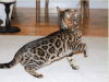 Bengal Kittens Available - TICA Registered