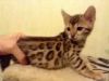 Bengal Kittens Fantastic Gift, all kittens are healthy