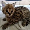Bengal, Caracal, Serval and Savannah kittens Ready for adoption