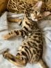 Bengal kitten to good home
