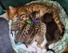 Tica registered bengal kittens available
