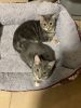 2 female bengal kittens