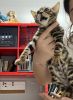 Bengal toyger kitten for sale