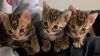 Amazing Bengal Kittens