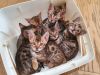 Tica Registered Bengal Kittens