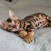 Bengal Kittens for adoption