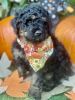 Medium Male Bernadoodle Available Now