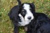 Beautiful Bernedoodle pup