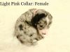 SOLD……..F1 Miniature Bernedoodle Female
