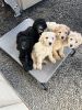 Bernedoodles looking for their forever home