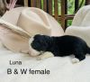 Bernedoodle puppies ready 6-15