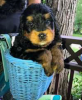 Bernadoodle puppies for sale