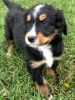 Beautiful Tricolor Bernedoodle Puppy Available