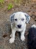 Bernese Mountain Dog & Hound Mix Puppy