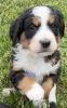 Bernese mountain and English setter ready June 20 th