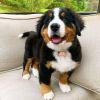 Bernese Mountain puppies for sale