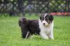 Lovely Bernese Mountain Puppies for sale