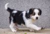 Lovely Bernese Mountain Puppies for sale