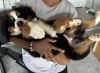 Bernese Mountain Dog-3 month old Puppy for sale