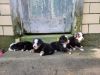 Full blooded Bernese Mountain Dog pups