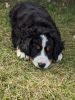 Barney, a beautiful Bernese Mountain Dog!
