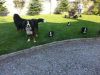 2 Bernese Bountain Dog Pups For Sale