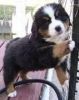 Bernese Mountain Dog Boys And Girls Puppies