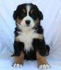 Bernese Mountain Puppies For Sale.